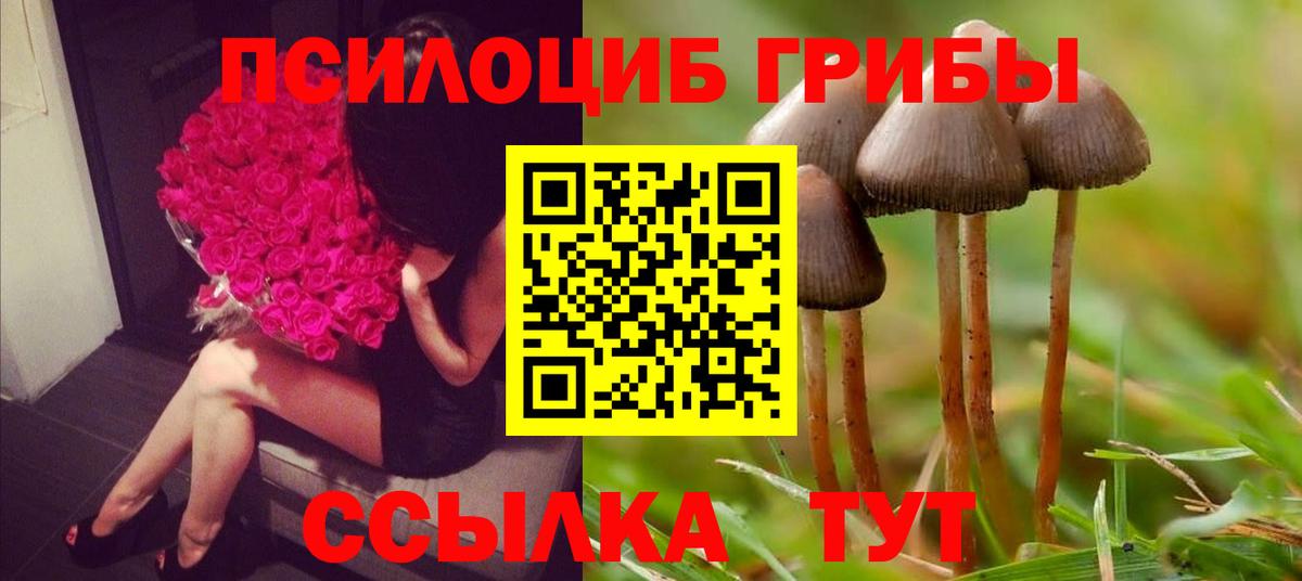 Усть-Илимск  Галлюциногенные грибы Psilocybe  Вход с VPN 